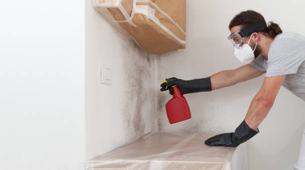 Professional Basement Mold Remediation technician working in Southampton, PA